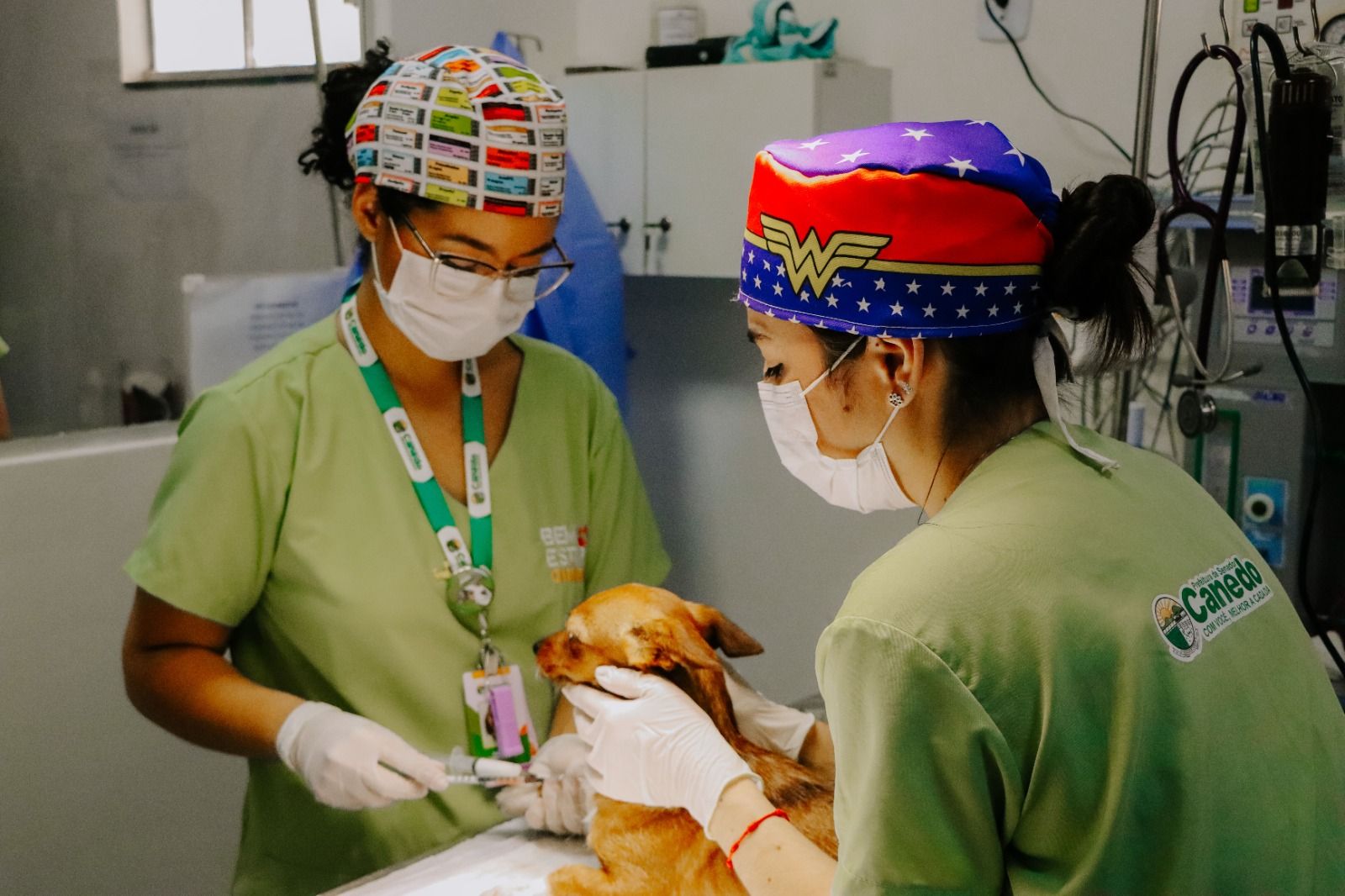 Senador Canedo ultrapassa mil castrações em 2026 e amplia cuidado com cães e gatos<br>