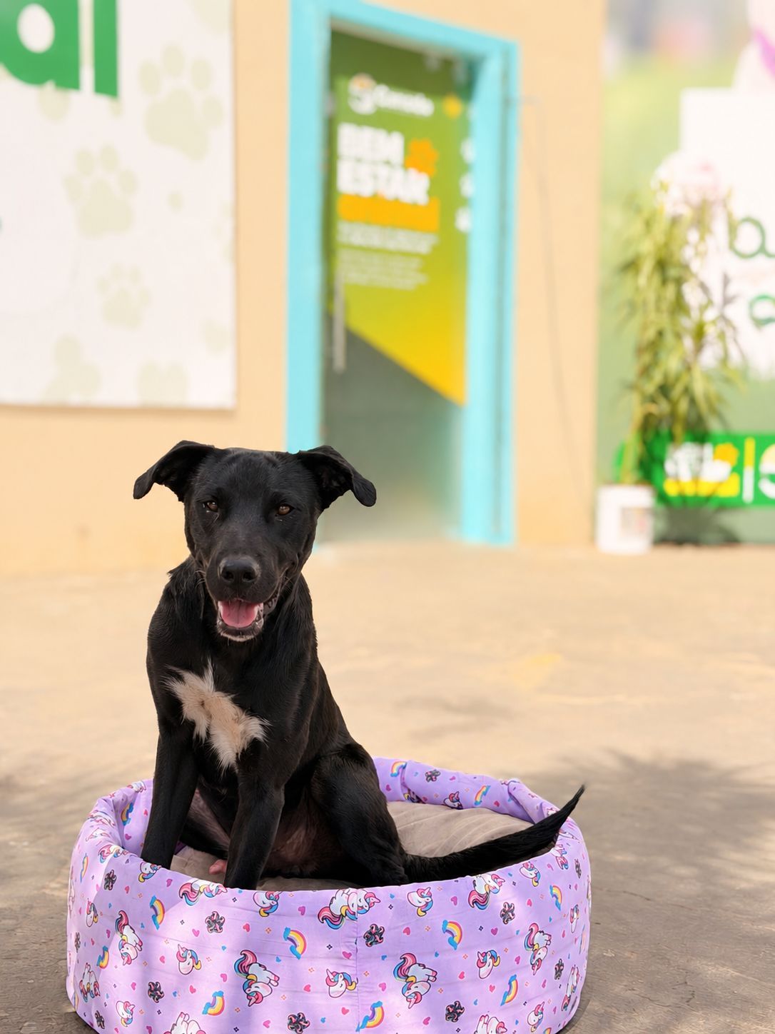 ArraiAU terá entrega de caminhas sustentáveis para incentivar adoção de pets<br>