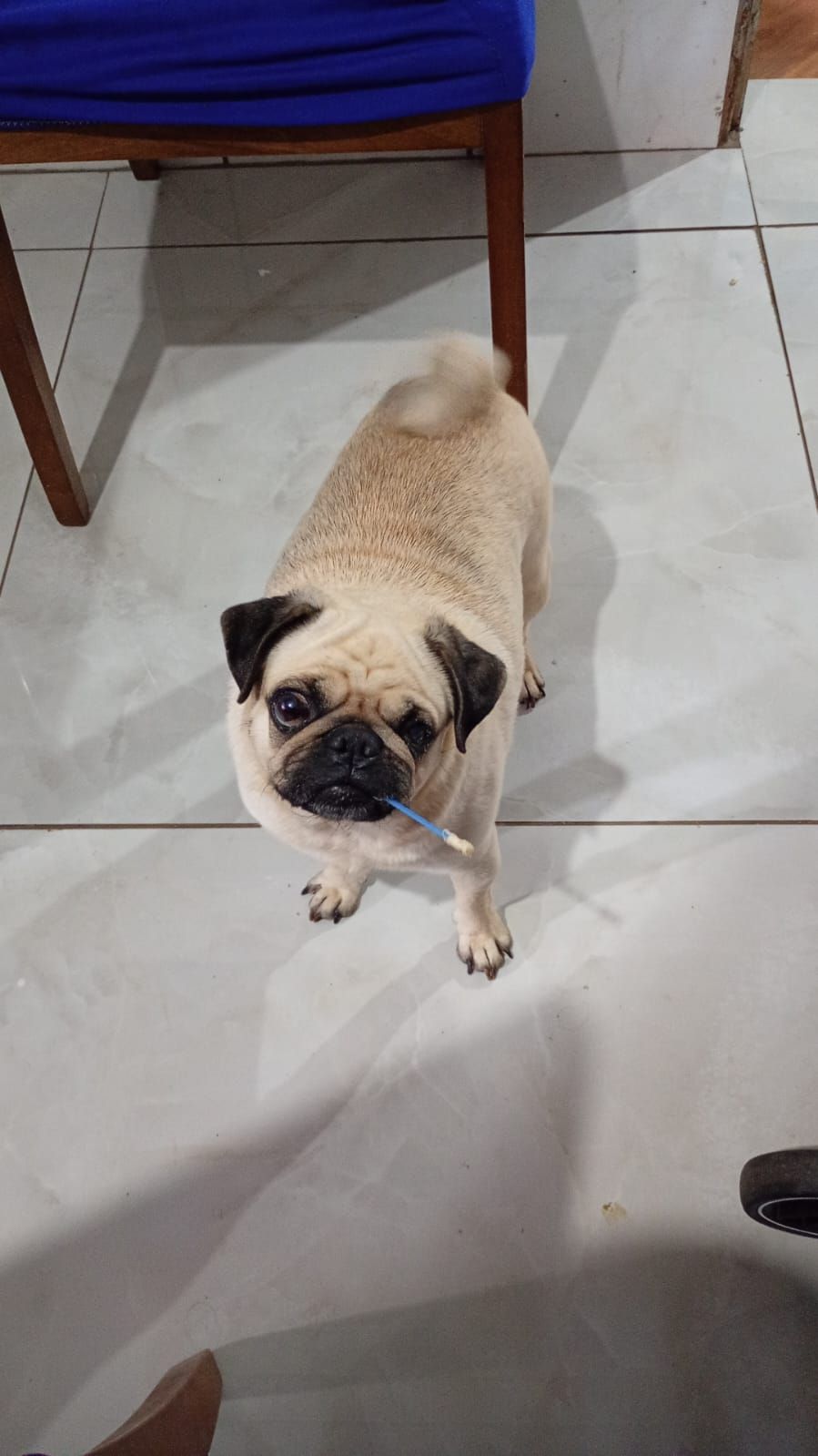 Bem-Estar Animal de Senador Canedo ultrapassa 600 adoções e mais de 300 ocorreram em 2026