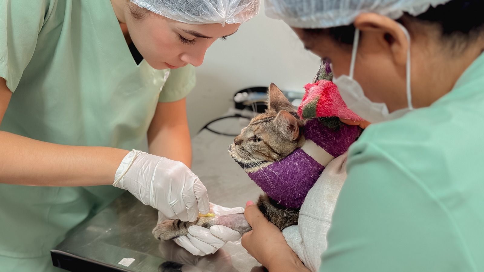 Faltas em consultas e castrações de animais preocupam Bem-Estar Animal em Senador Canedo